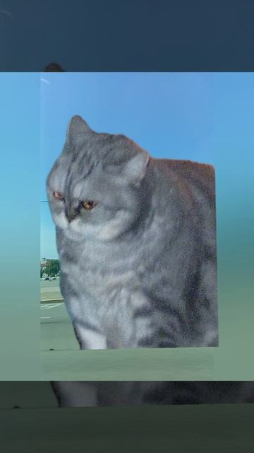 где есть моя кошка