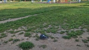 ПТИЧКИ В НАШЕМ РАЙОНЕ🥰💯💋