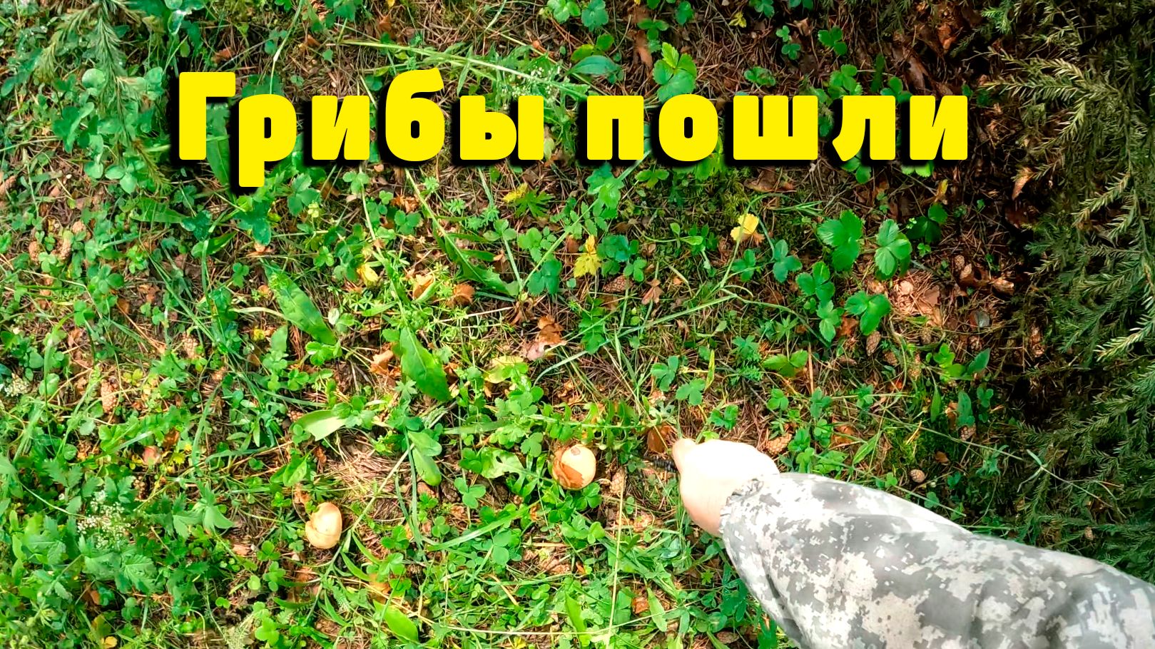 Прогулка по лесу. Грибы пошли, пару слов о канале смотреть онлайн