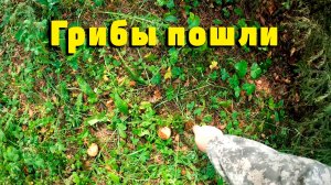 Прогулка по лесу. Грибы пошли, пару слов о канале