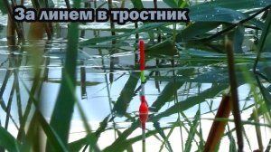 Новая рыбалка с ночёвкой 25 июля на линя на другом озере на 3 удочки с поплавками в тростниках..