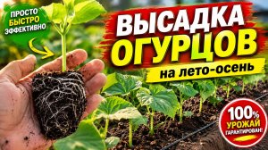 ВЫСАДКА ОГУРЦОВ на лето-осень. Как это делают у нас!