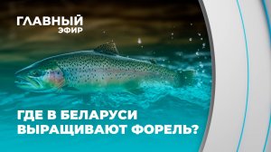 Тихая заводь вместо океана: секреты выращивания белорусской форели. Главный эфир