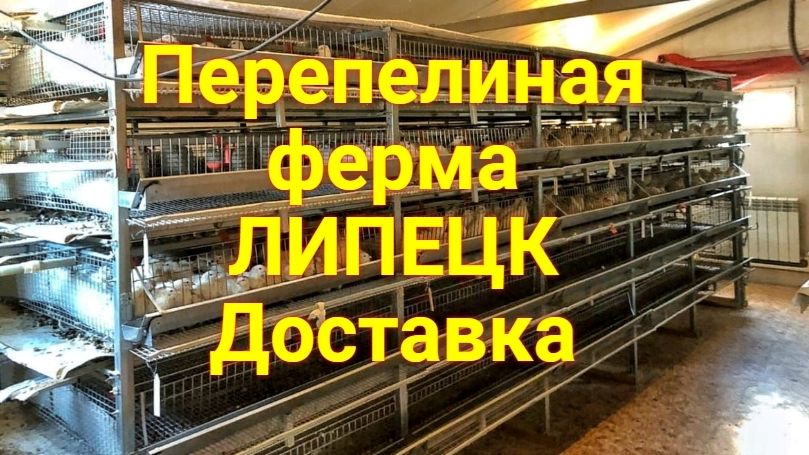 Перепелиная ферма Липецк Доставка до подъезда