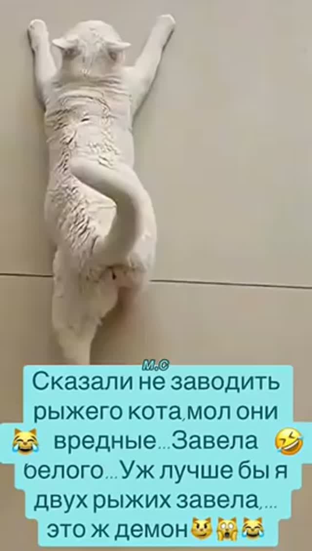 Сказали не заводи рыжего кота,завела белого смотреть онлайн