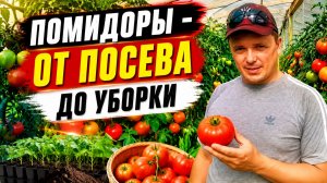 ПОМИДОРЫ - ОТ ПОСЕВА ДО УБОРКИ В ОДНОМ ВИДЕО! Как вырастить отличные помидоры?