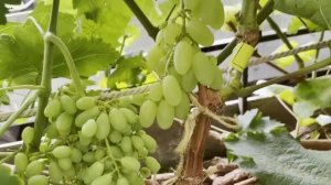 Первые впечатления  о новых прививках винограда