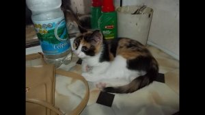 Марина Урусова. Уж, что выросло, то выросло