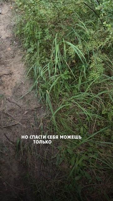 Ты сам все можешь!
