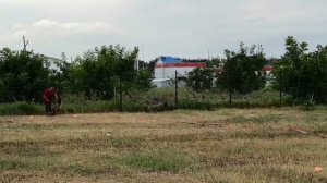 1 Отл. КЧК Прима Мария НИРВАНА +++ №17. КРАСНОДАР 26 июля`26 Моно немецких овчарок