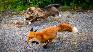 🐱✨ Забавные кошки впервые сталкиваются с дикими животными! 🐈🔥 Смешные видео. Видео с животными
