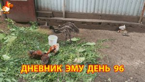 Дневник страусят Эму день 96