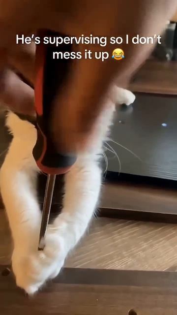 Котики помощники❤️ смотреть онлайн