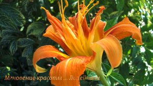 Мгновение красоты *  Лилейники * Мой сад