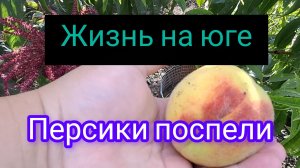 26-07-2026/ Персики поспели/ Булочки с сыром/ Собрали сливу и шарафугу/ Жизнь семьи на юге/ Кубань/