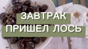 ЗАВТРАК. ПРИШЁЛ ЛОСЬ