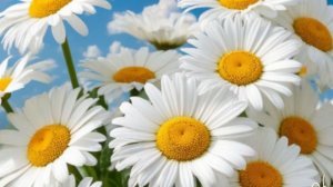 ПЕЛАГЕЯ 🌺10 лет☀️🕊️,,ДОРОГА ДОБРА,,☀️пою с моей Мамой Алиной❤️🎶🤗