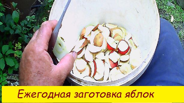 Ежегодная заготовка  яблок