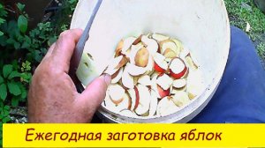 Ежегодная заготовка  яблок