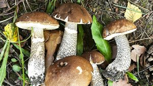 Грибные новости нашего леса