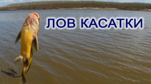 ЛОВ КАСАТКИ. Рыбалка на спиннинг на Амуре