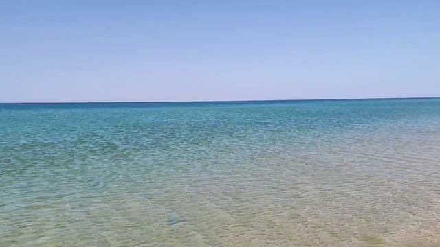 Дельфины приплыли на пляж в селе Витязево