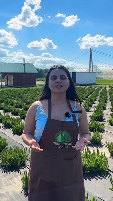 Предзаказ хвойных на осенний сезон 🌲