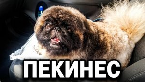 Пекинес Дендик от лохматого к стильному за одну стрижку!