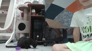 ДРИСИРОВОНАЯ КОШКА😺