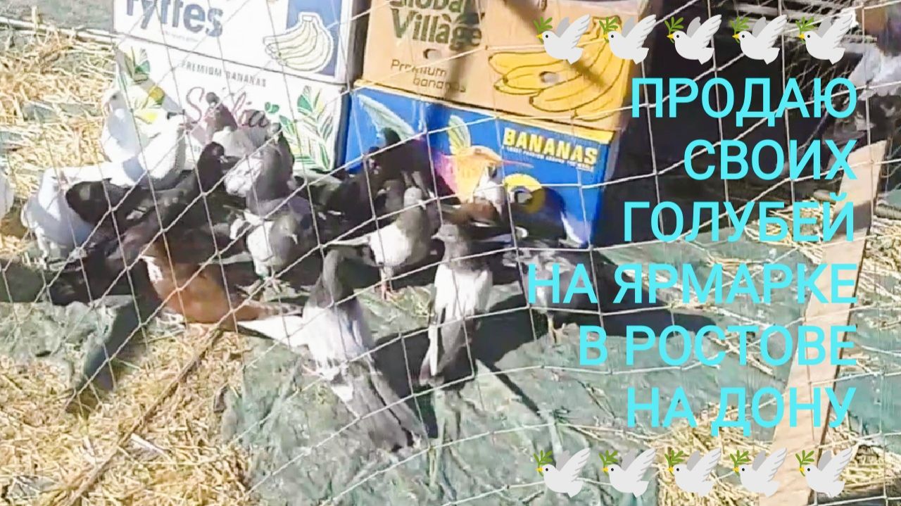 🕊️🕊️🕊️ Продаю своих голубей на ярмарке в Ростове на Дону. Птичий рынок 19.07.26. смотреть онлайн