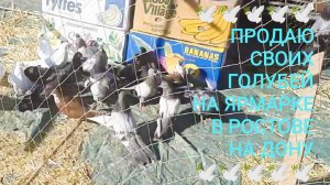 🕊️🕊️🕊️ Продаю своих голубей на ярмарке в Ростове на Дону. Птичий рынок 19.07.26.
