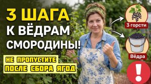 НЕ БРОСАЙТЕ смородину после сбора ягод, иначе на будущий год останетесь без урожая!