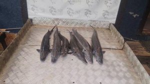Итоговый улов осетра