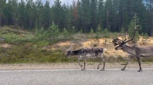 30 норвежских оленей сбежали из страны и эмигрировали в Россию через дырку в пограничном заборе.