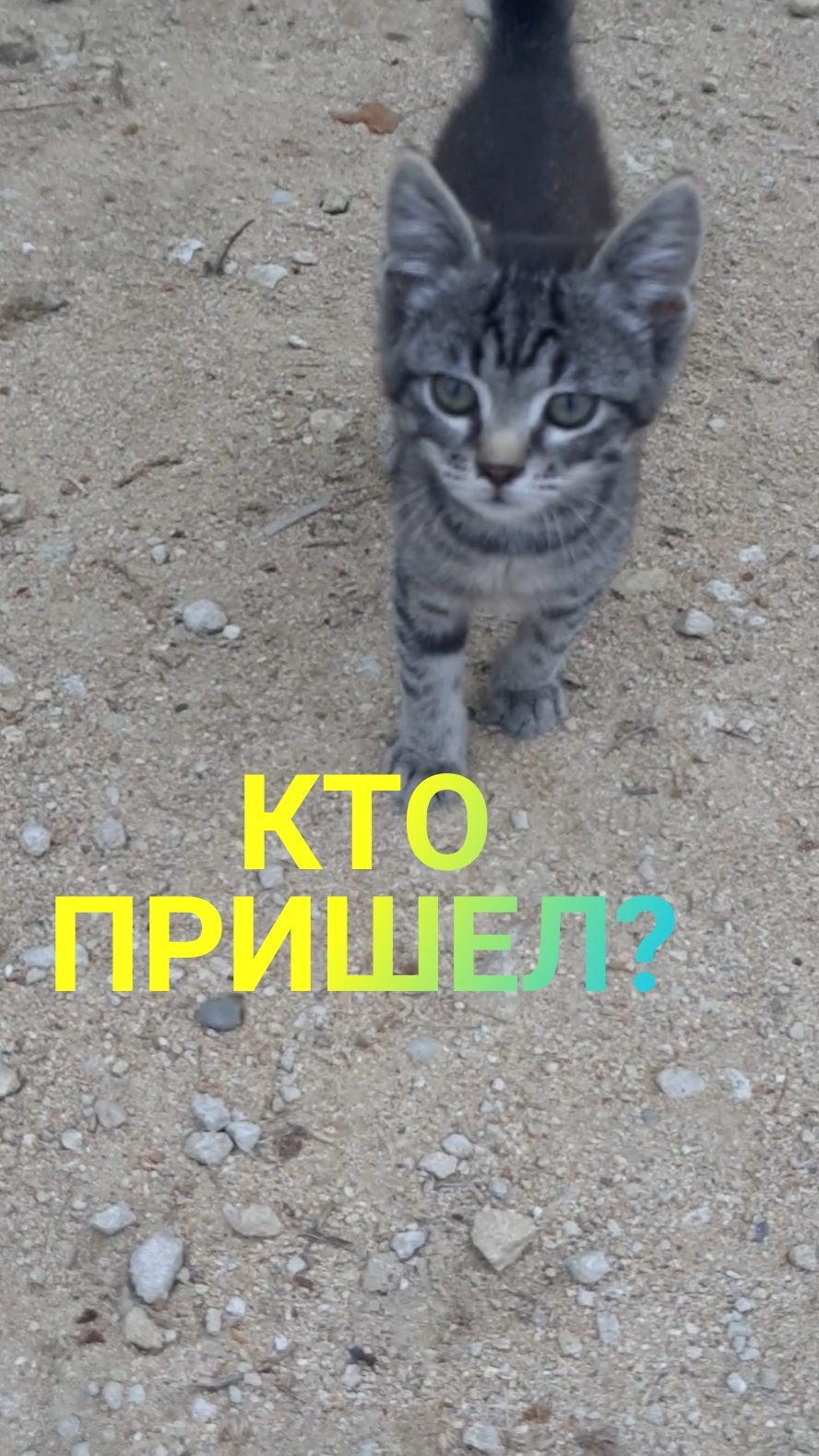 Маленький гость! 🐈