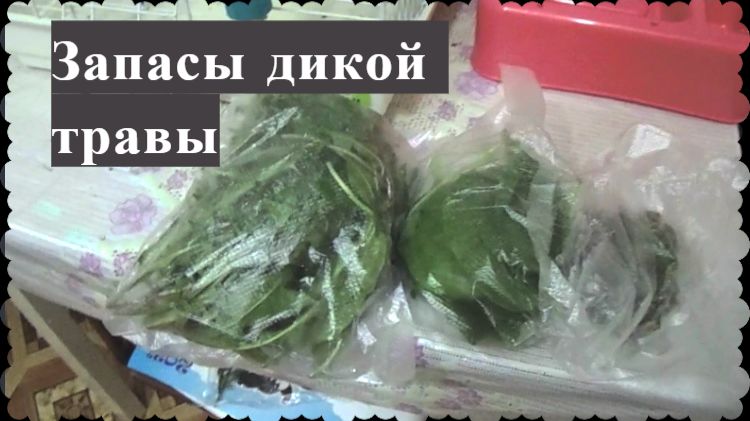 КАК ХРАНИТЬ СВЕЖУЮ ЗЕЛЕНЬ, ТРАВУ ДЛЯ ПОПУГАЕВ? Дикая трава, одуванчики, запасы на зиму для попугая.