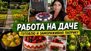 Vlog 🇩🇪 РАБОТА НА ДАЧЕ 🏕Орезка ТОМАТОВ/Новый Рецепт Торта /Урожаем довольна ‼️
