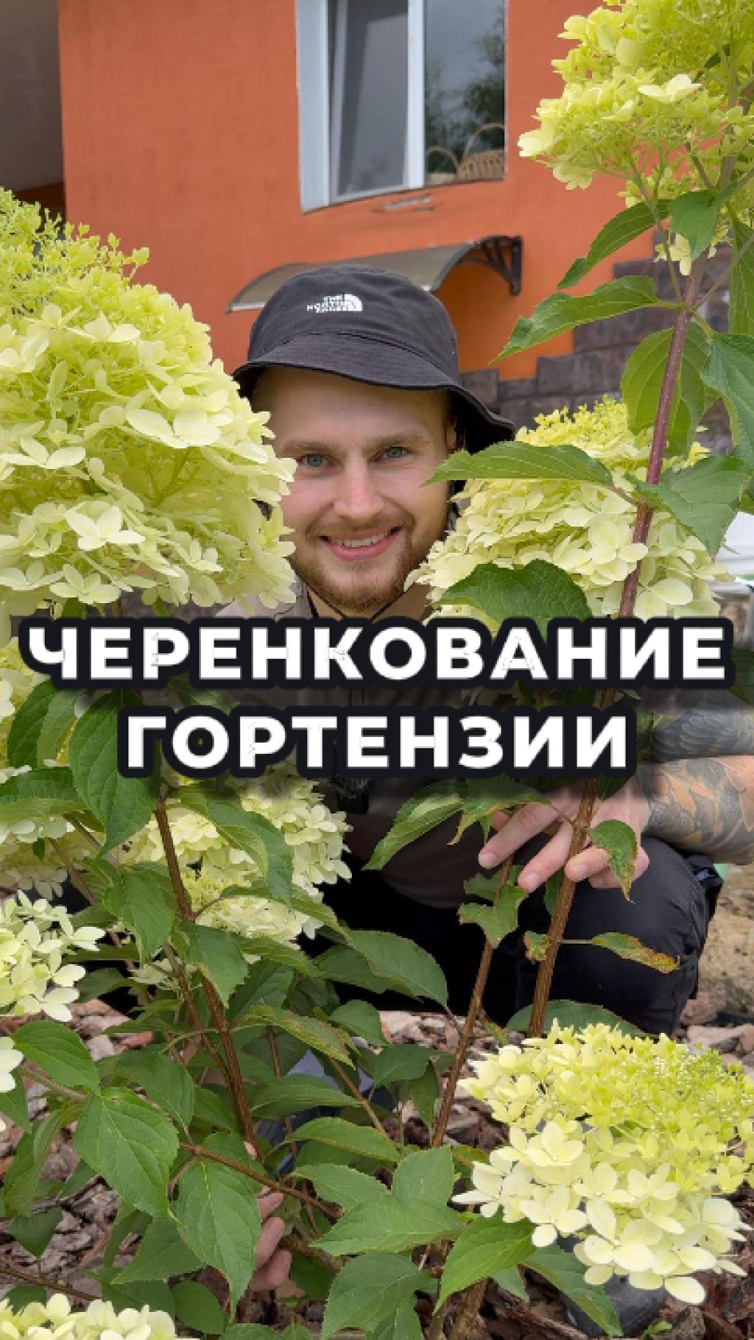 Миллионер на гортензиях? Нееет, я их размножаю! 😎🌿