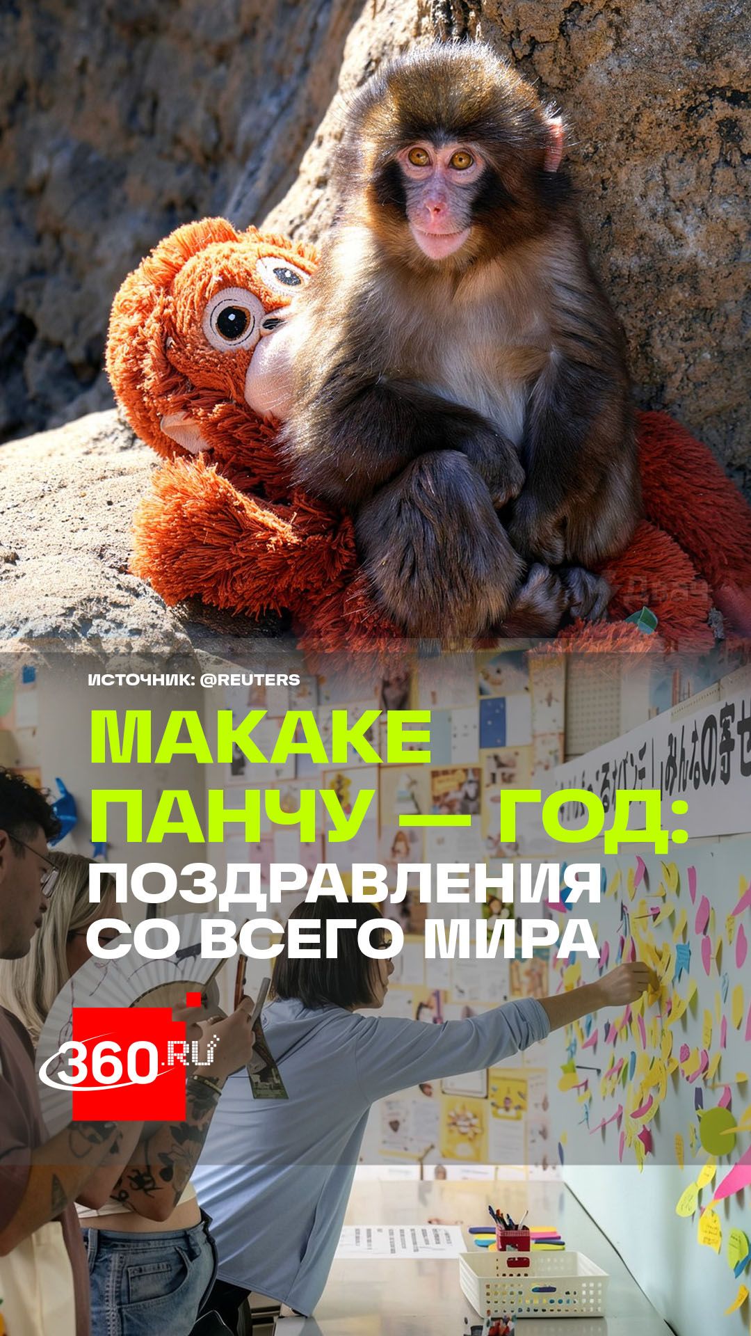 Знаменитая макака Панч отмечает свой первый день рождения смотреть онлайн