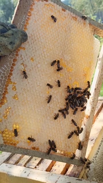 На следующей неделе начнём отбор мёда 🍯 смотреть онлайн