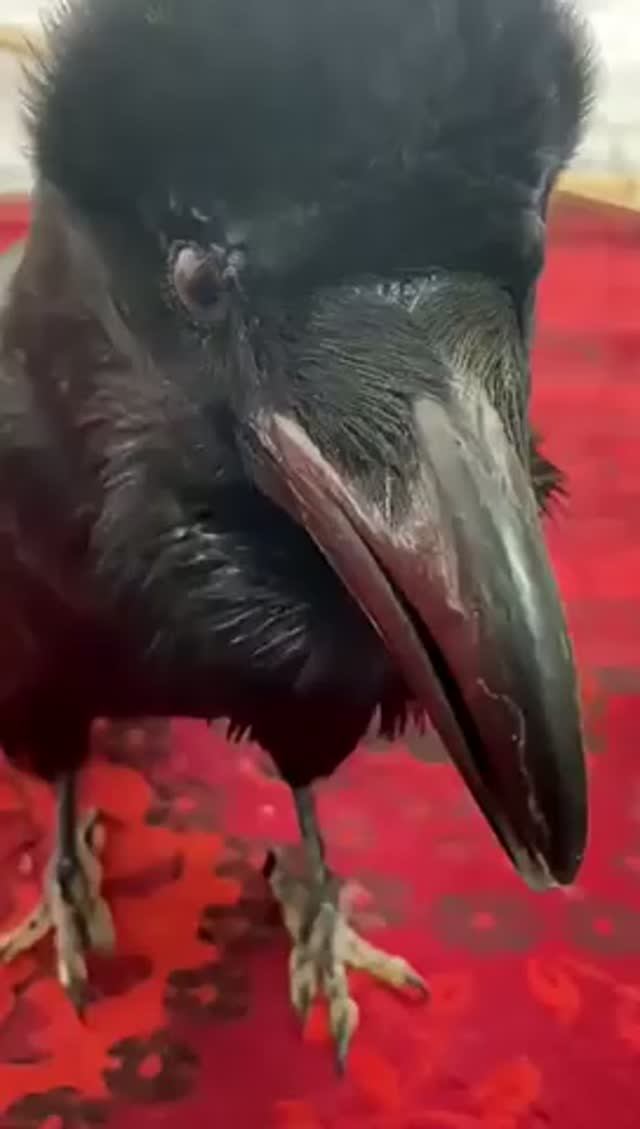 Настоящий🤣 рептилоид смотреть онлайн