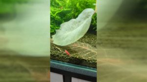 Живой корм для аквариумных креветок своими руками