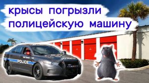 Крысы погрызли полицейскую машину. Тачка с аукциона.