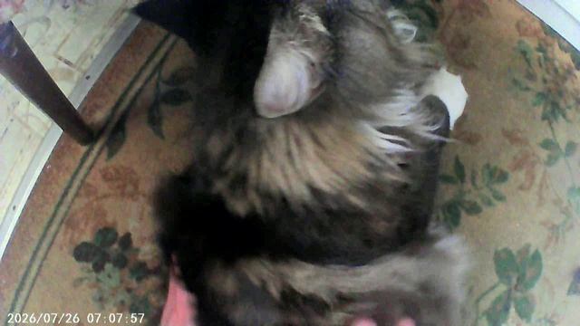 2026-07-26 Массаж Кота смотреть онлайн