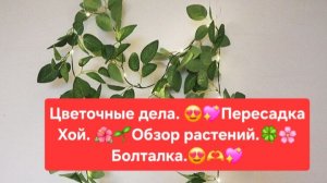 ЦВЕТОЧНЫЕ ДЕЛА.🌸🍀 ПЕРЕСАДКА ХОЙ.💖🌼 ОБЗОР РАСТЕНИЙ.🍀БОЛТАЛКА.🌺🌳