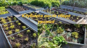 Когда и как обрезать клубнику садовую