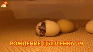 Вылупление цыпленка из яйца в инкубаторе версия 79