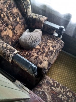 обзор на поле и на коров