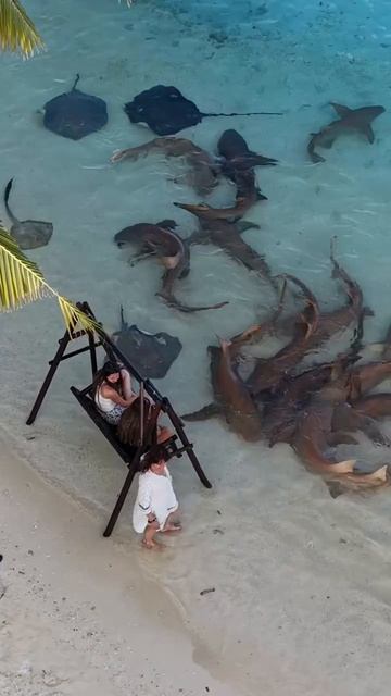 Атол Вааву, Мальдивы 🇲🇻 Акулий пляж (Shark beach vaavu thinadhoo) смотреть онлайн