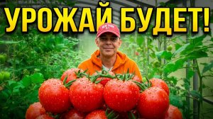 Подкормка ТОМАТОВ по листу от осыпания завязи, пожелтения листьев, вершкования и вершинной гнили 🍅